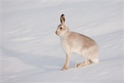 Mountain hare (Lepus timidus) in winter coat in snow, Scotland